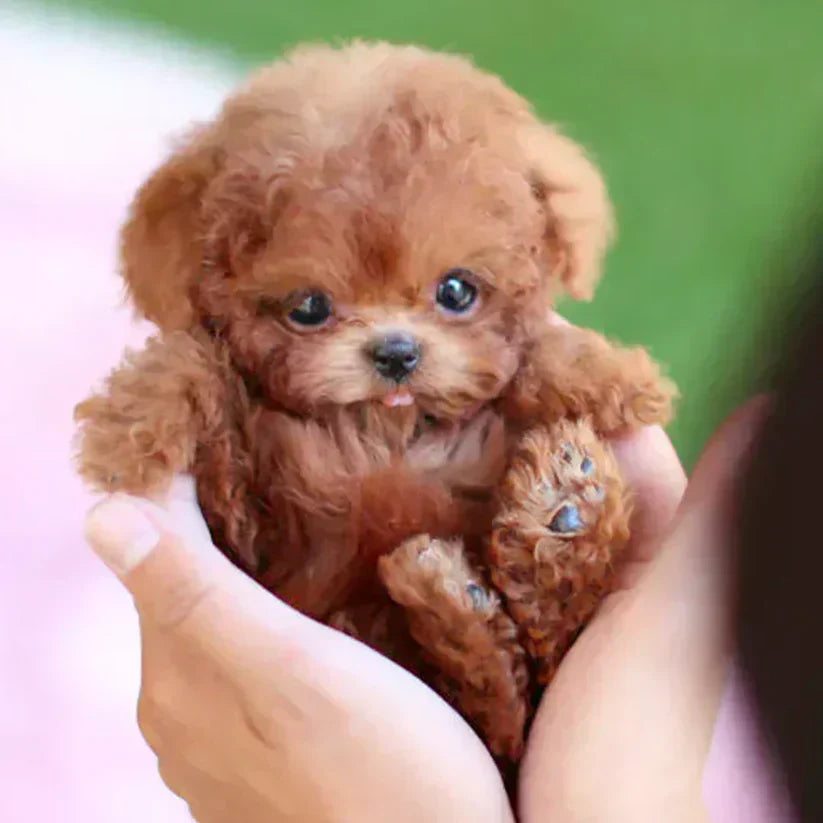 🐶🐶NICOO - My Realistic Robot Puppy