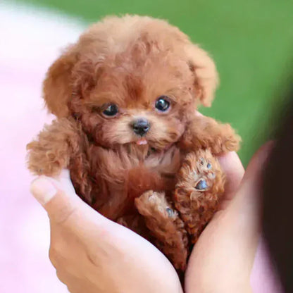 🐶🐶NICOO - My Realistic Robot Puppy